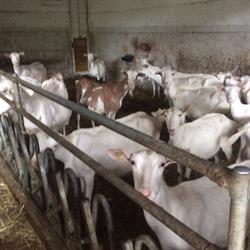 Azienda agricola filisetti mariateresa