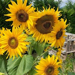 B&B i Girasoli - Val di Non - Trentino
