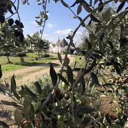 Trullo Trilli Puglia