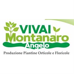 Vivai Montanaro Angelo-Produzione Piantine Orticole e Floricole