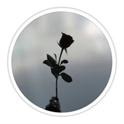 Black Roses di Caterina Galuppo