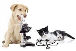 Ambulatorio Veterinario San Matteo Livorno