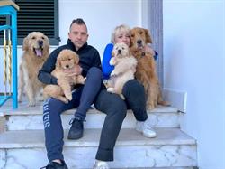 Golden Dream Kennel - linea Americana