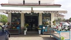 Gentile - Piante e Fiori