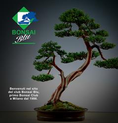 Bonsai Blu