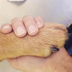 Toelettatura Mi fido di te