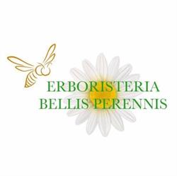 Erboristeria Bellis Perennis