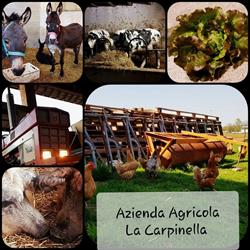 Azienda Agricola La Carpinella