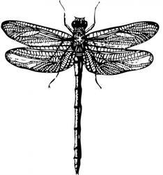 Dragonfly Guesthouse