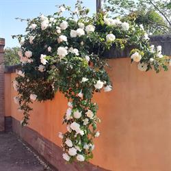 Agraria Federica