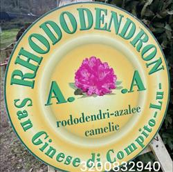VivaioRhododendron