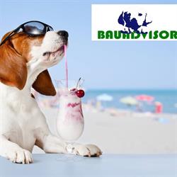 bauadvisor