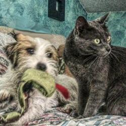 Clinica Veterinaria "Città di Aosta"