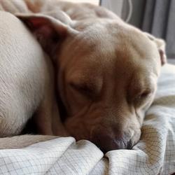 klaBAUs caninedaycare