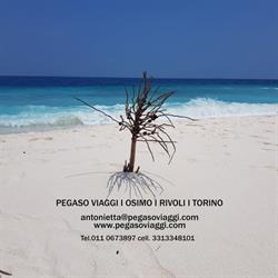 Pegaso Viaggi