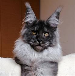 Maisha's - Allevamento Amatoriale Maine coon