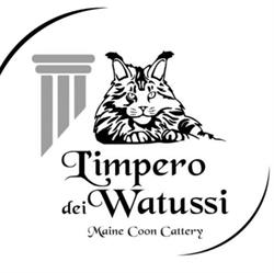 Only Maine - L'Impero dei Watussi - Maine Coon cattery