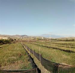 Azienda Agricola Vincenzo Panascì