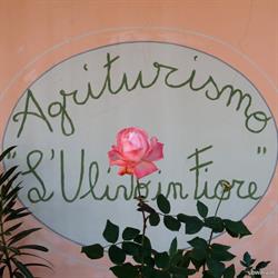 l'Ulivo in Fiore