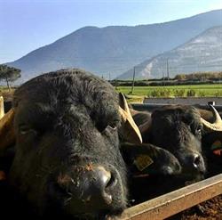 Azienda agricola Onorati