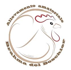Allevamento brahma del boschier di Contarin Massimo