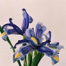 Iris Casa Vacanza