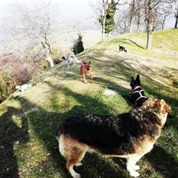 Che Vita Da Cani - centro cinofilo