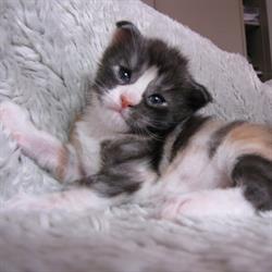 Argento Vivo Maine coon