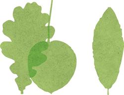 Agronomo Spelta