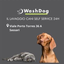 Wash Dog