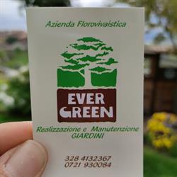 EVERGREEN di Bacchiocchi Filiberto