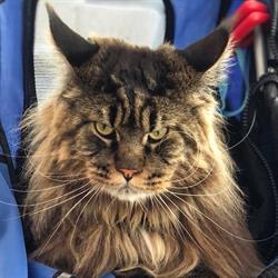 Allevamento Maine Coon Barivel Legend