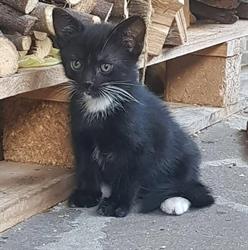 Associazione S.o.s. Angels Amico Gatto