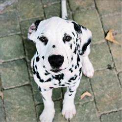 california centouno allevamento dalmata