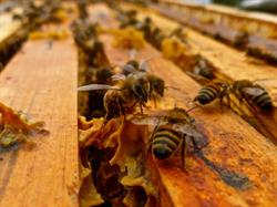Bee Happy, azienda apistica