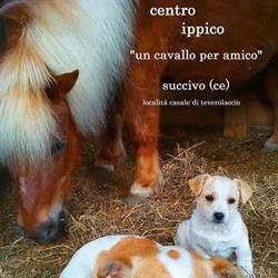Un Cavallo per Amico