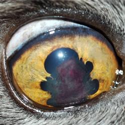 Oftavet - Centro Oculistico Veterinario