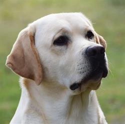 Labrador di Montecarelli