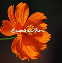 L'angolo dei Fiori