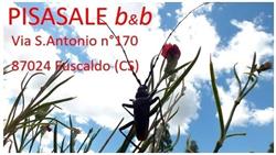 B&B Pisasale