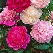 Peonia Flowers