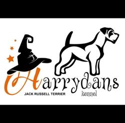 Allevamento Jack Russell Terrier Abruzzo Harrydans Kennel