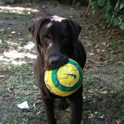 Allevamento Labrador Macchia Grande (RICONOSCIUTO ENCI-FCI)