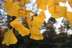 Fiorissima
