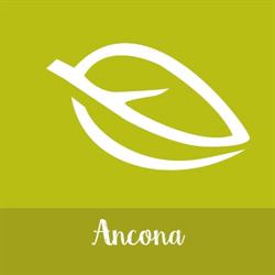 La Saponaria - Biostorie Ancona