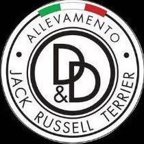 Allevamento Jack Russell terrier D&D jack (pelo liscio) Milano Lombardia