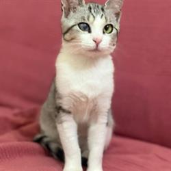 Gattostello ODV