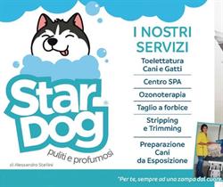 Toelettatura Star Dog