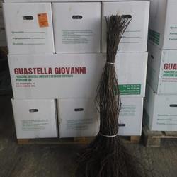Vivai Guastella