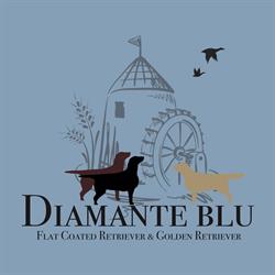 allevamento Diamante Blu FlatCoated & Golden Retrievers